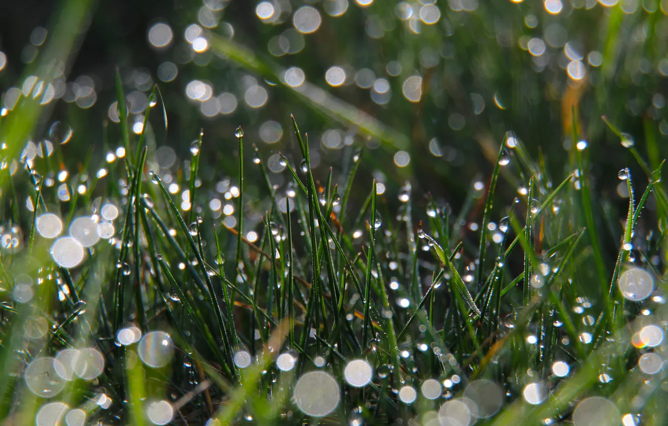 Photo wallpaper grass, drops, dew