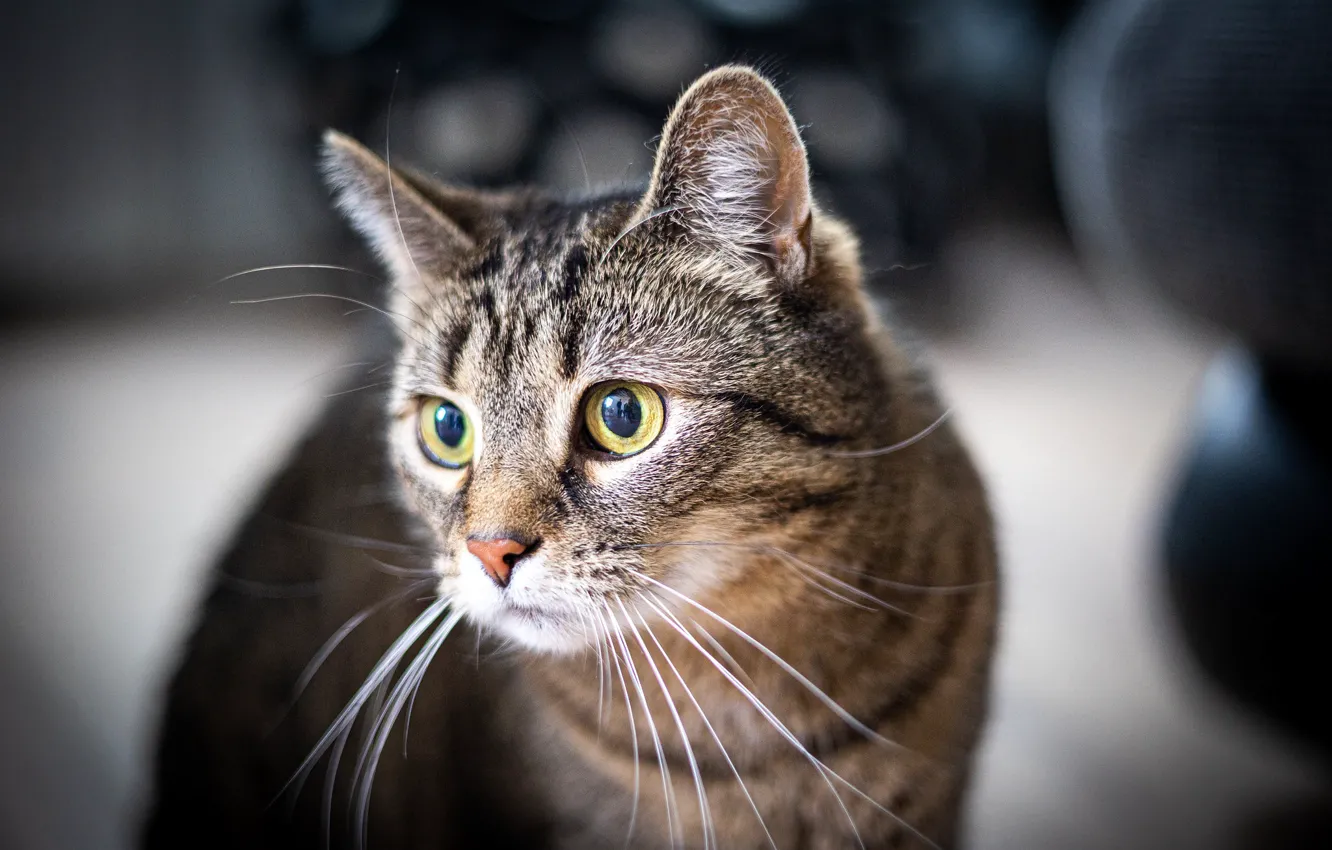 Photo wallpaper cat, cat, look, muzzle, eyes, cat