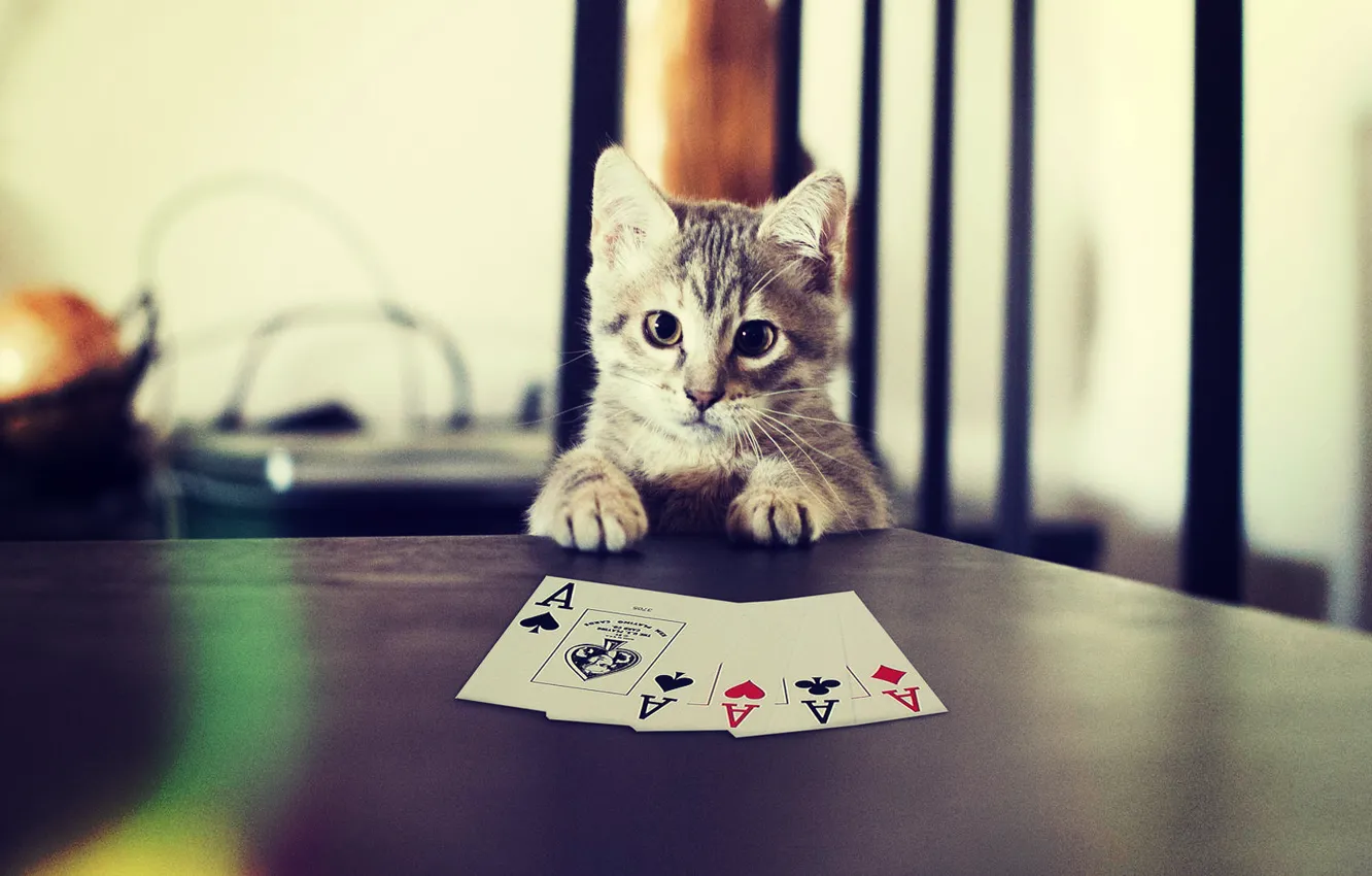 Photo wallpaper Card, Cat, Poker, Cat, Cat, Poker, Paws