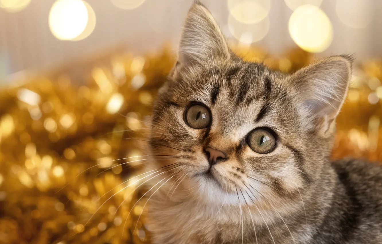 Photo wallpaper look, glare, muzzle, kitty