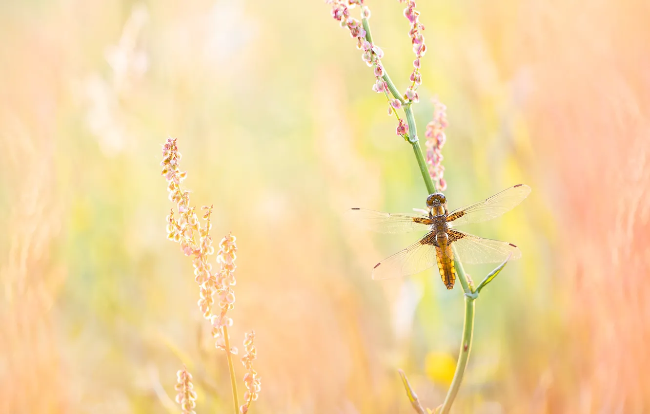 Photo wallpaper macro, background, plant, dragonfly, insect, orange background, bokeh