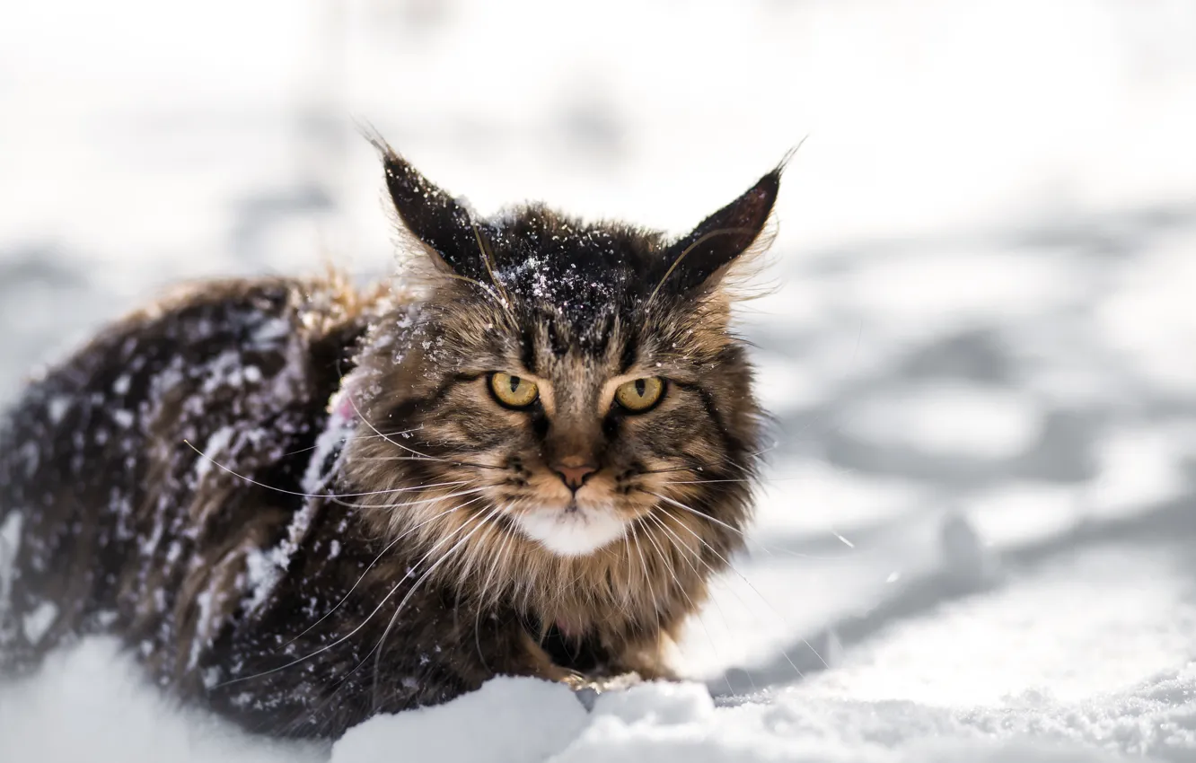 Photo wallpaper winter, look, snow, British fold, a small lynx, mainecoon