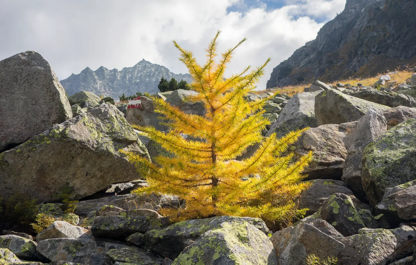 Photo wallpaper autumn, the sky, trees, mountains, stones, tree