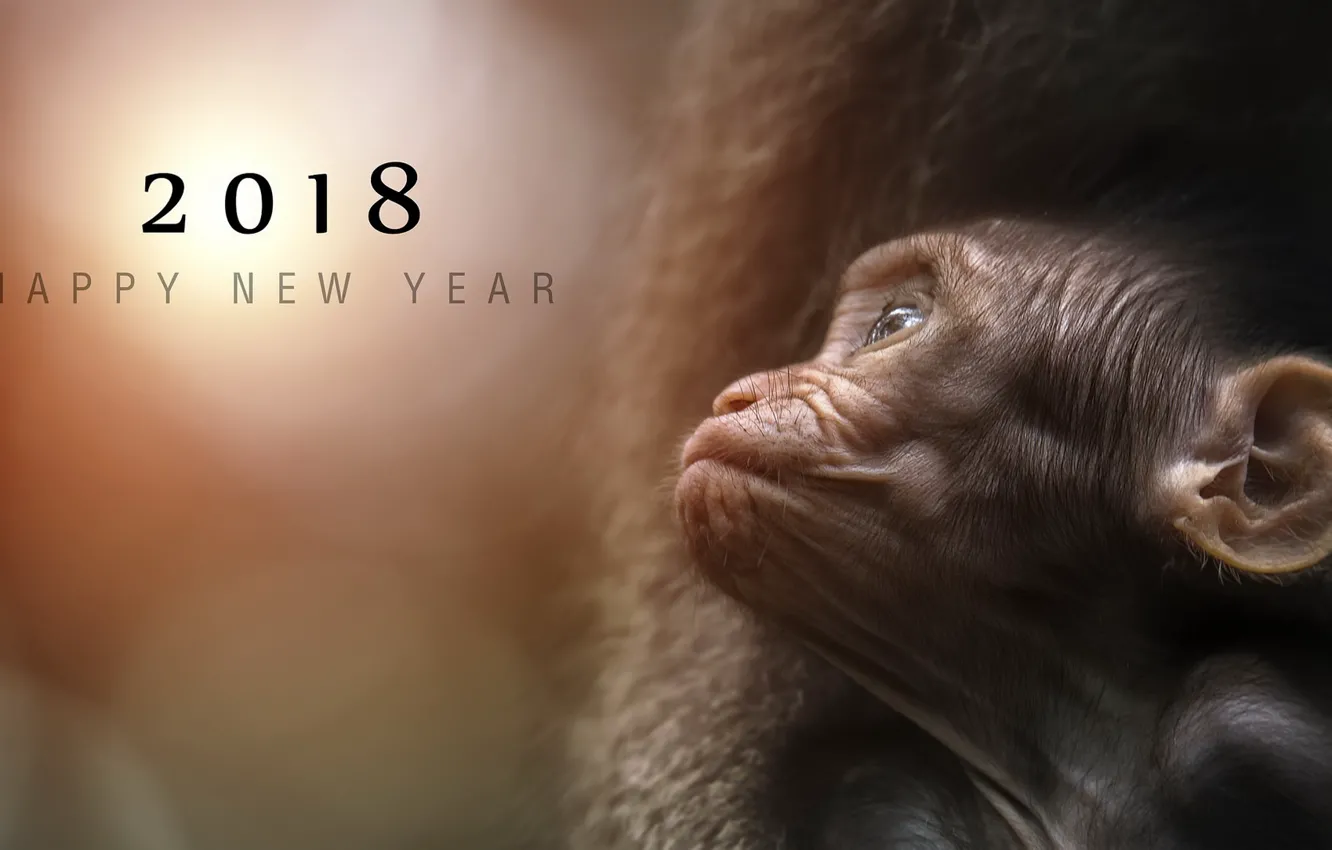 Photo wallpaper nature, background, monkey