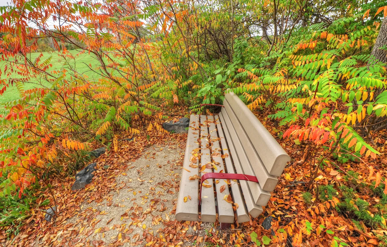 Photo wallpaper autumn, grass, leaves, Park, the bushes, bench