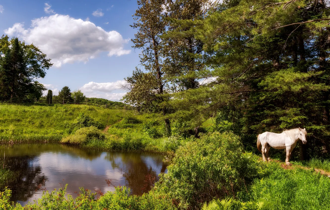 Photo wallpaper greens, white, summer, the sky, grass, clouds, trees, landscape
