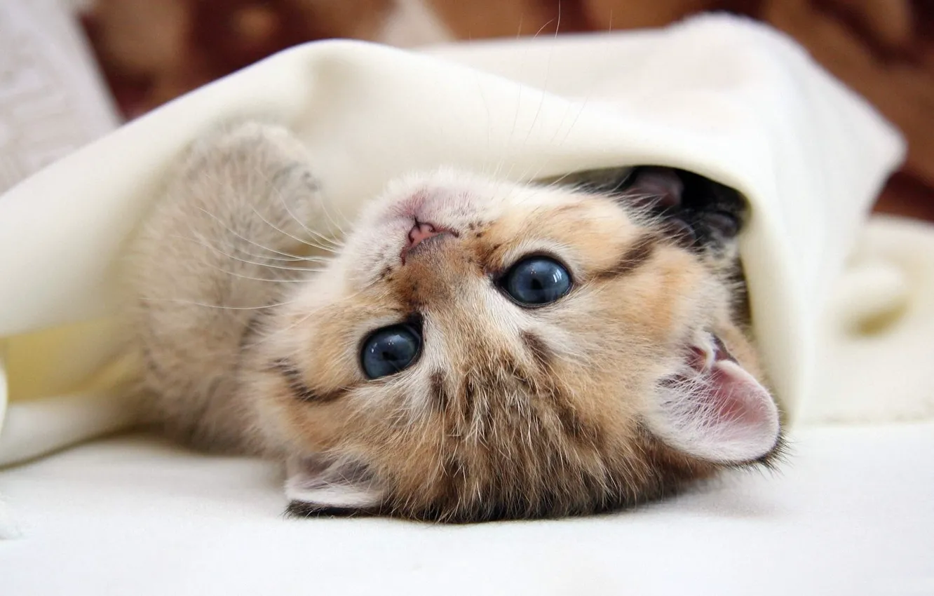 Photo wallpaper muzzle, lying on her back, kitten grey, wrapped