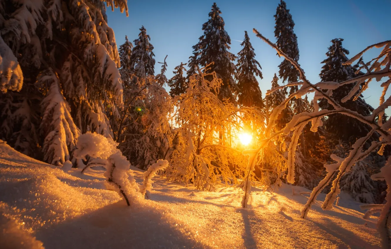Photo wallpaper forest, snow, landscape, sunset, nature, beauty