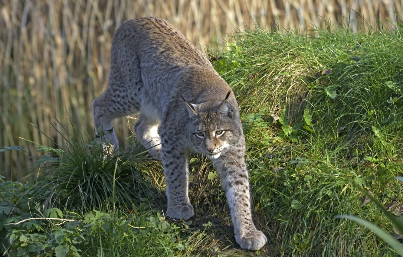 Photo wallpaper cat, grass, lynx