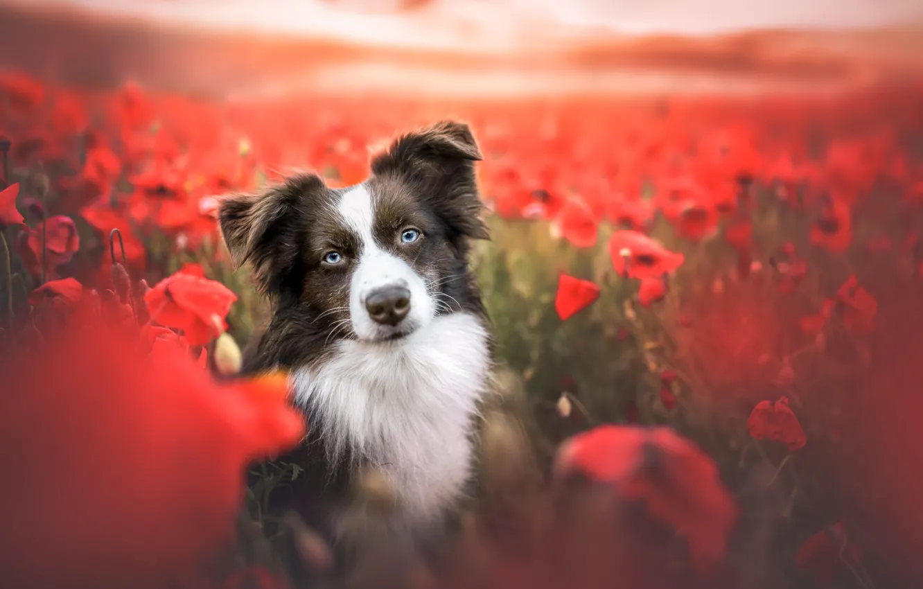 Photo wallpaper summer, look, face, flowers, red, Maki, dog, blue eyes