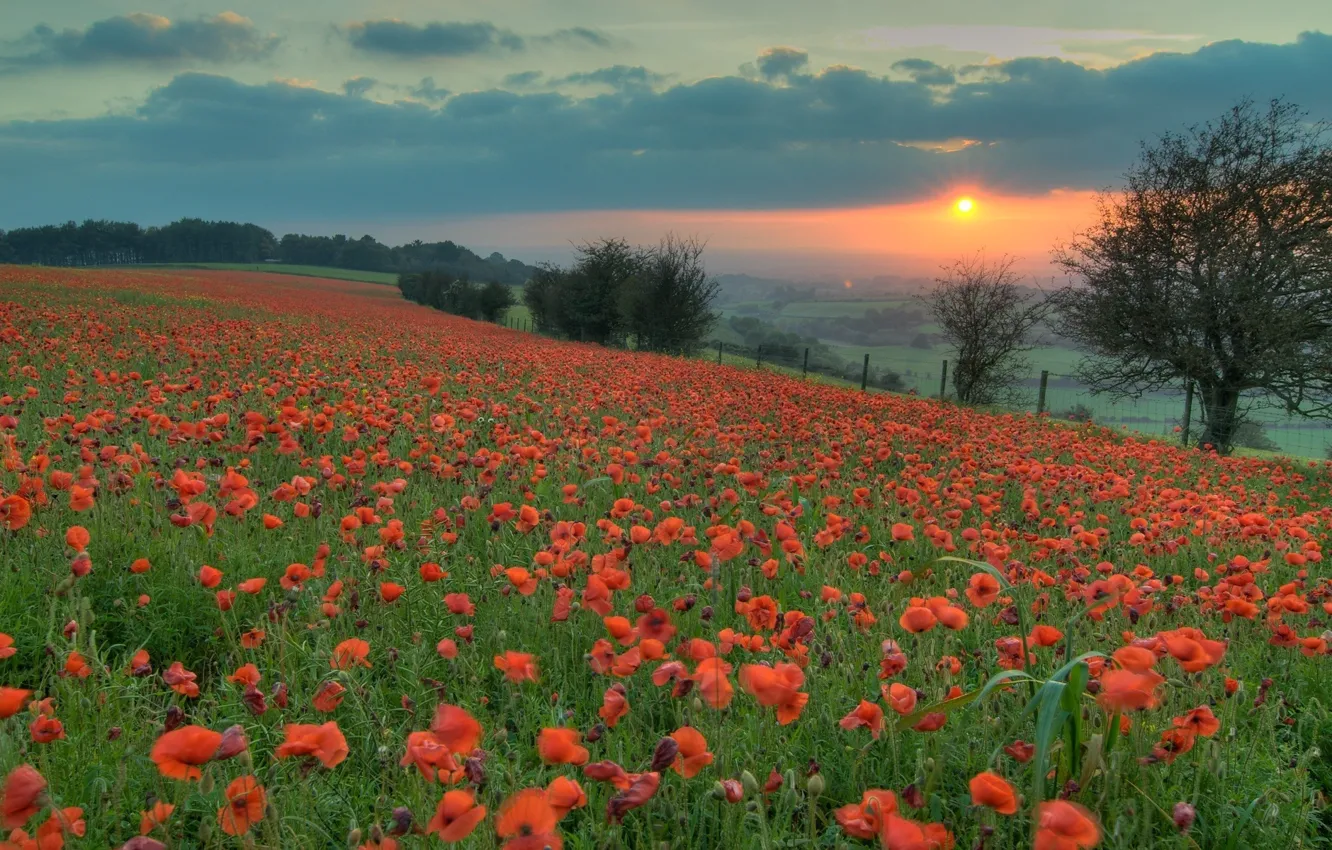 Photo wallpaper field, the sun, sunset, flowers, orange, red, Maki, the evening