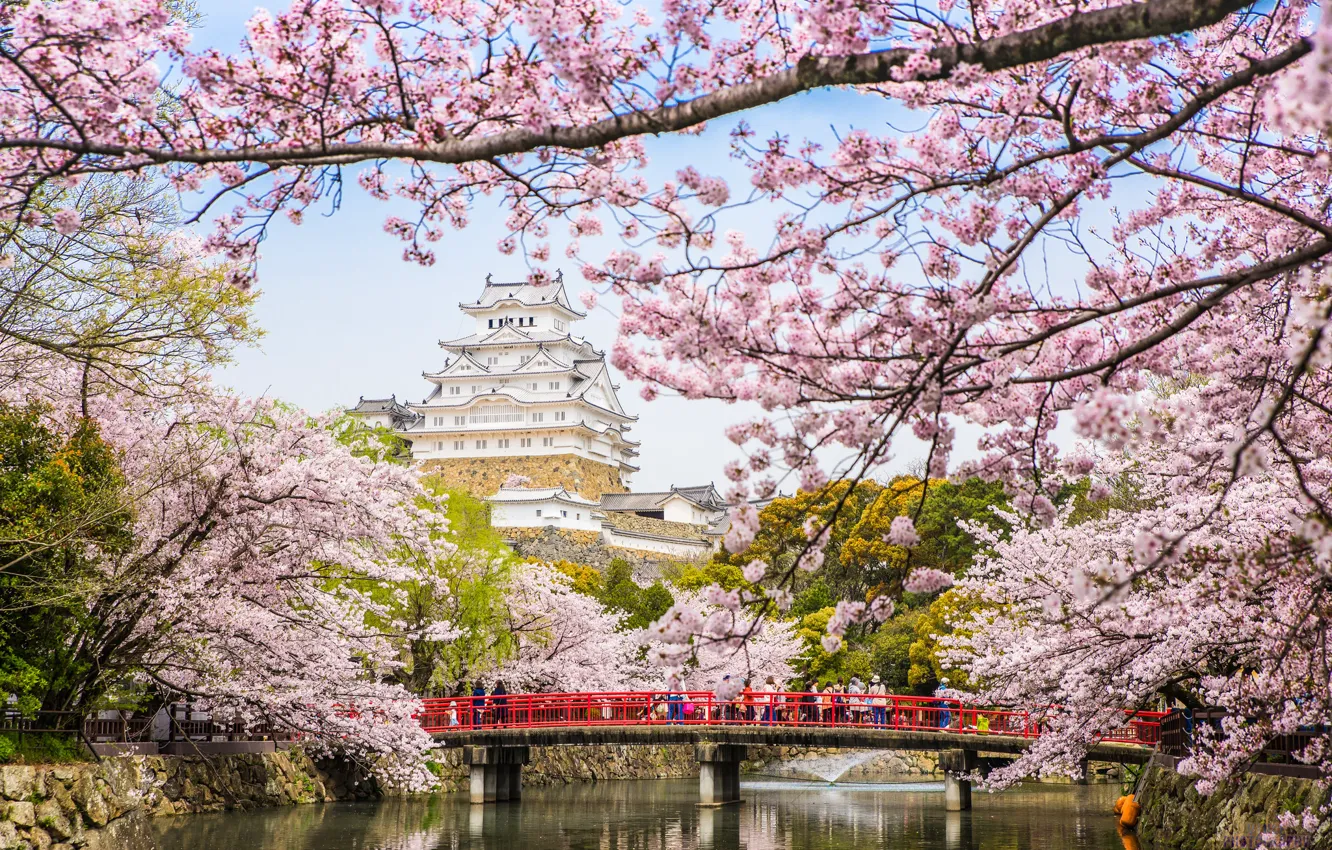 Photo wallpaper bridge, river, spring, Japan, Sakura, pagoda, flowering