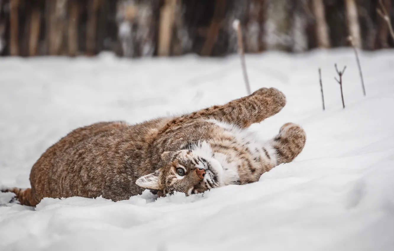Photo wallpaper pose, lies, adorable, the snow, look, snow, nature, winter