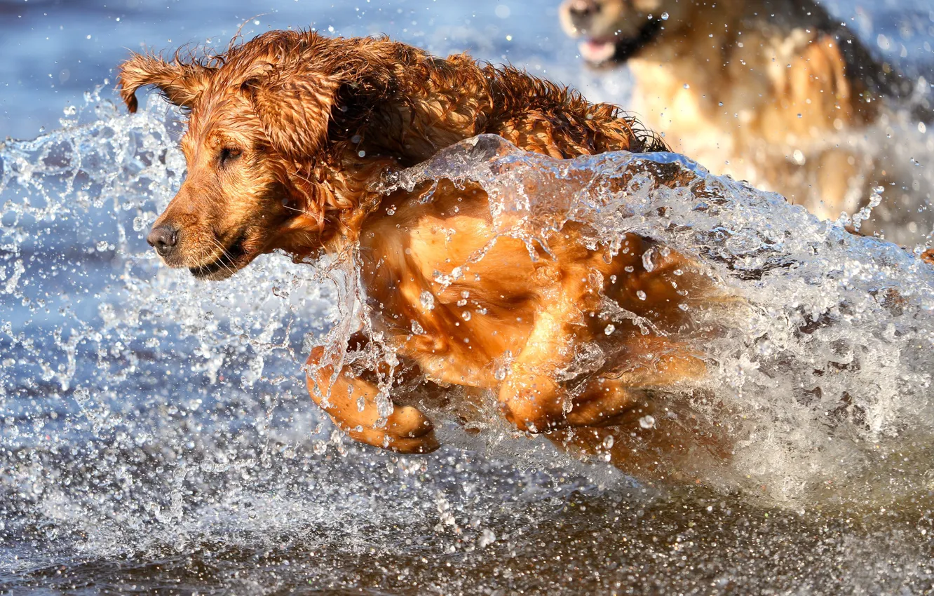 Photo wallpaper water, squirt, dog, Golden Retriever, Golden Retriever
