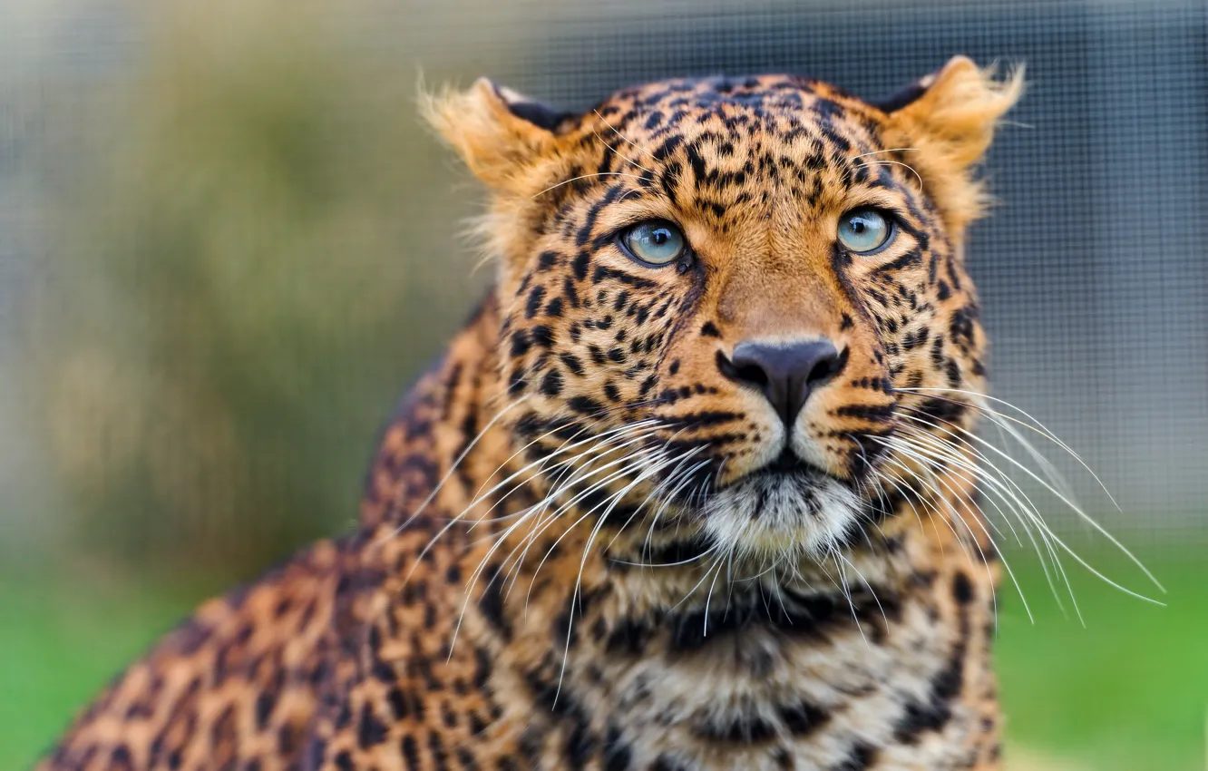Photo wallpaper cat, look, leopard, the Amur leopard, ©Tambako The Jaguar