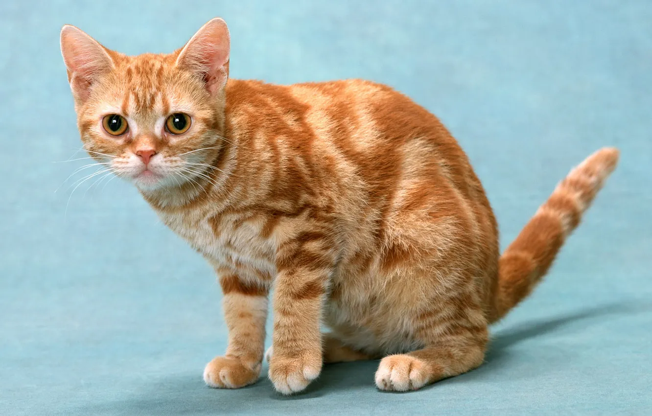 Photo wallpaper cat, British, red marble