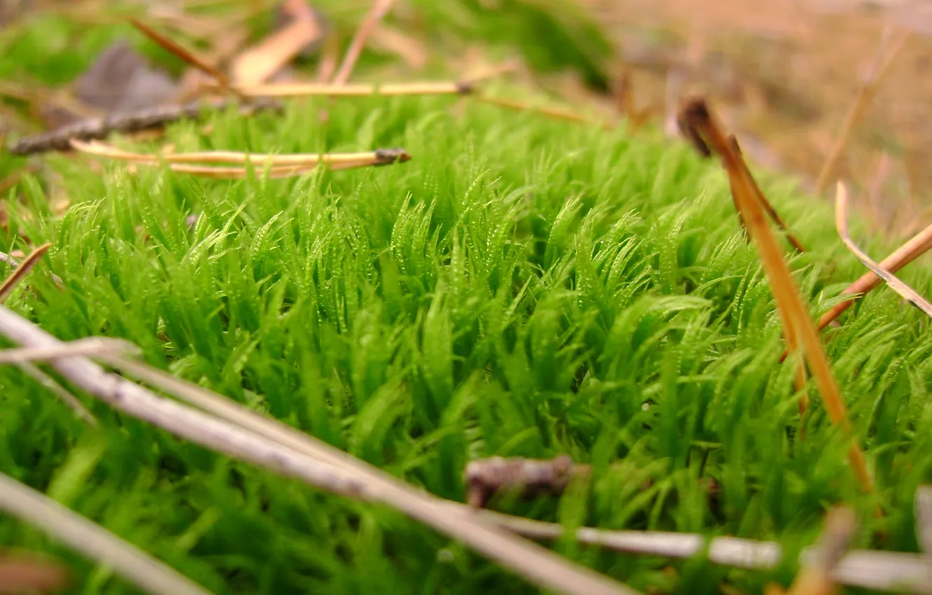 Photo wallpaper greens, forest, moss