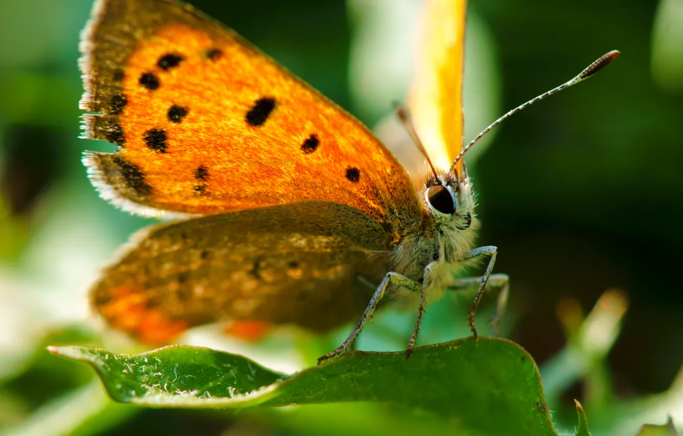 Photo wallpaper leaves, orange, butterfly, antennae