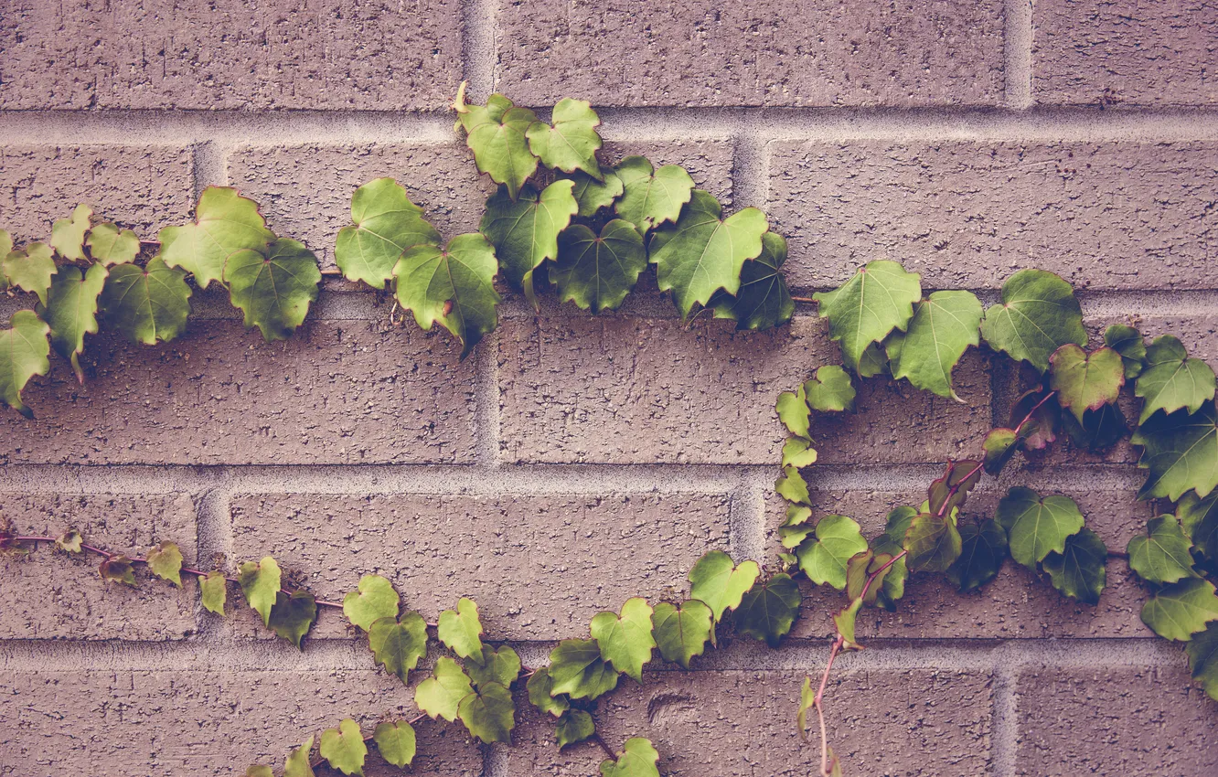 Photo wallpaper greens, leaves, wall, foliage, plant, ivy
