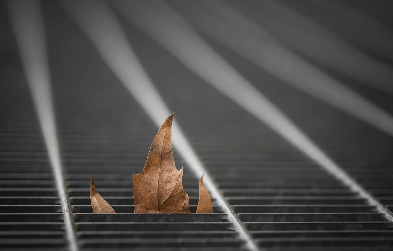 Photo wallpaper autumn, leaves, nature