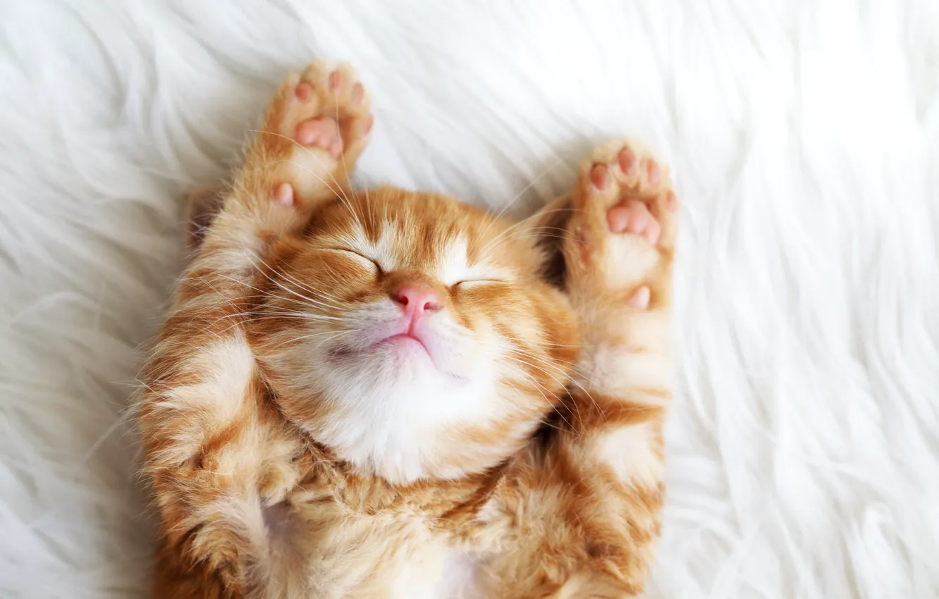 Photo wallpaper kitty, legs, red, cute, kittens