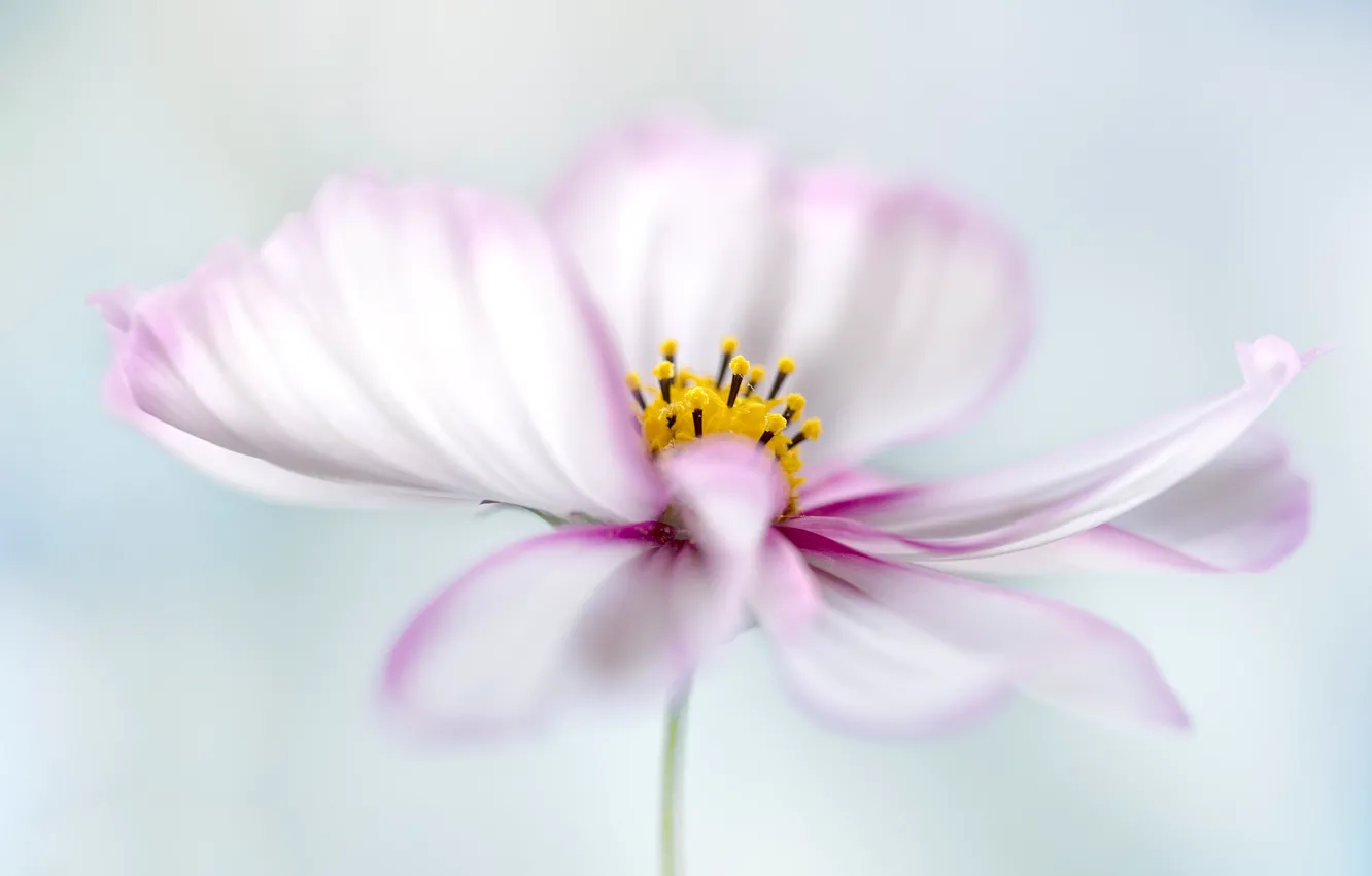 Photo wallpaper flowers, paint, petals, kosmeya