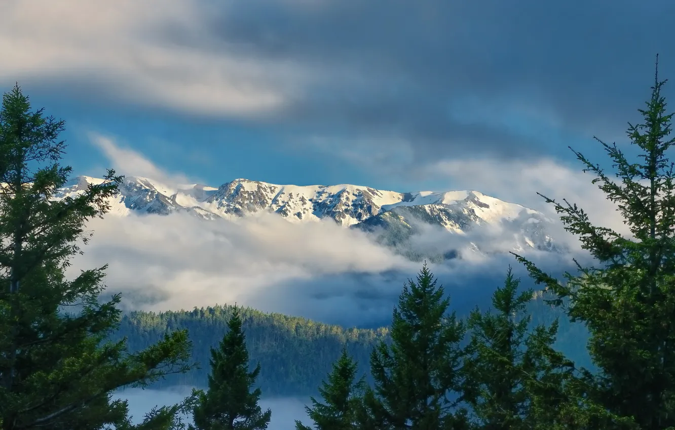 Photo wallpaper clouds, mountains, ate, Washington, Washington, Olympic National Park, Olympic Mountains, Hurricane Ridge