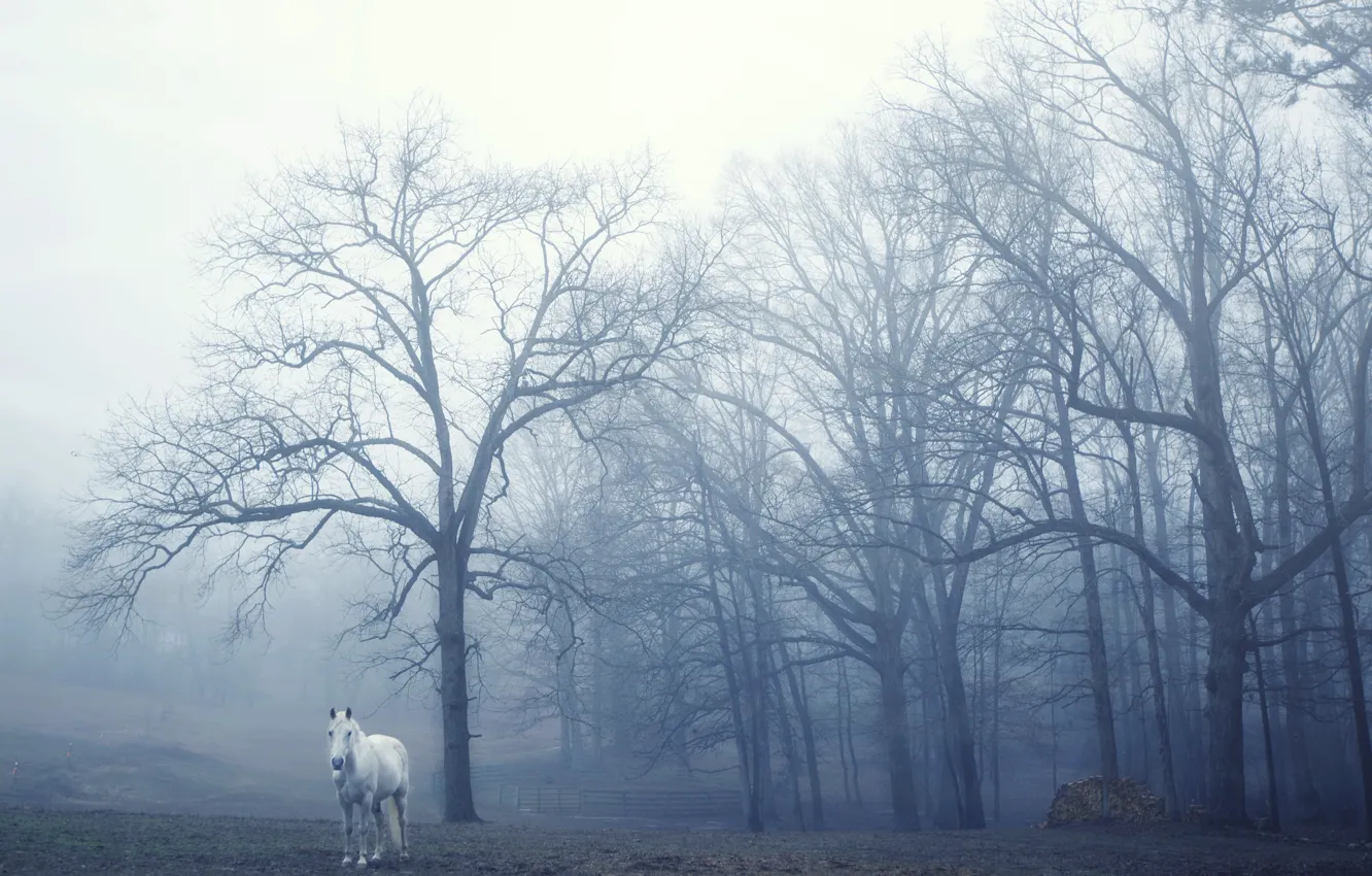 Photo wallpaper fog, horse, morning