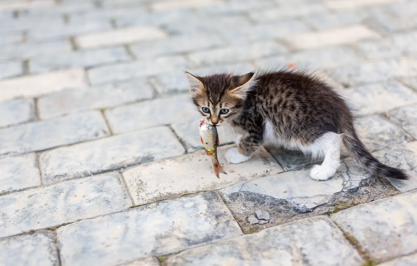 Photo wallpaper fish, kitty, mining