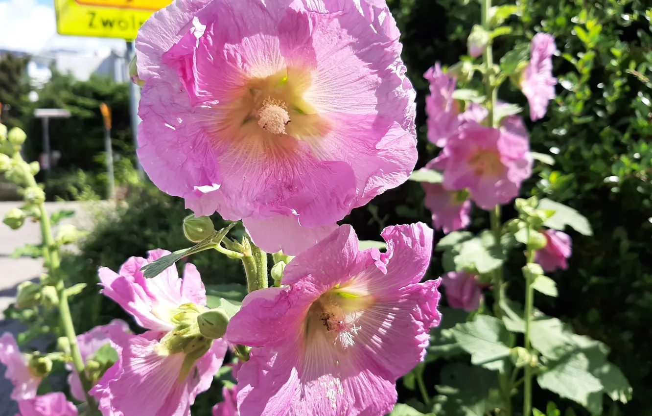 Photo wallpaper Flowers, pink, Malwa