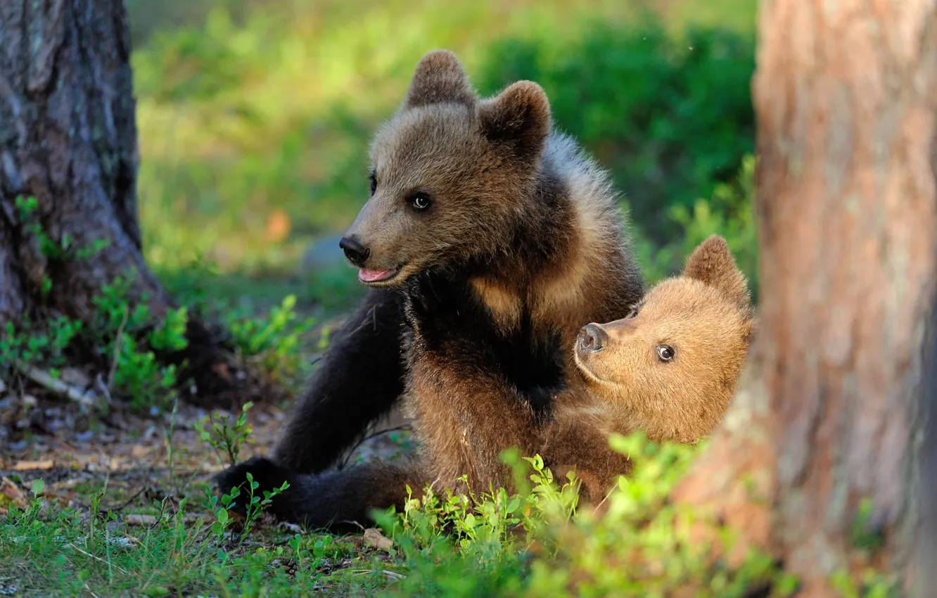 Photo wallpaper forest, face, light, two, baby, bear, pair, bear