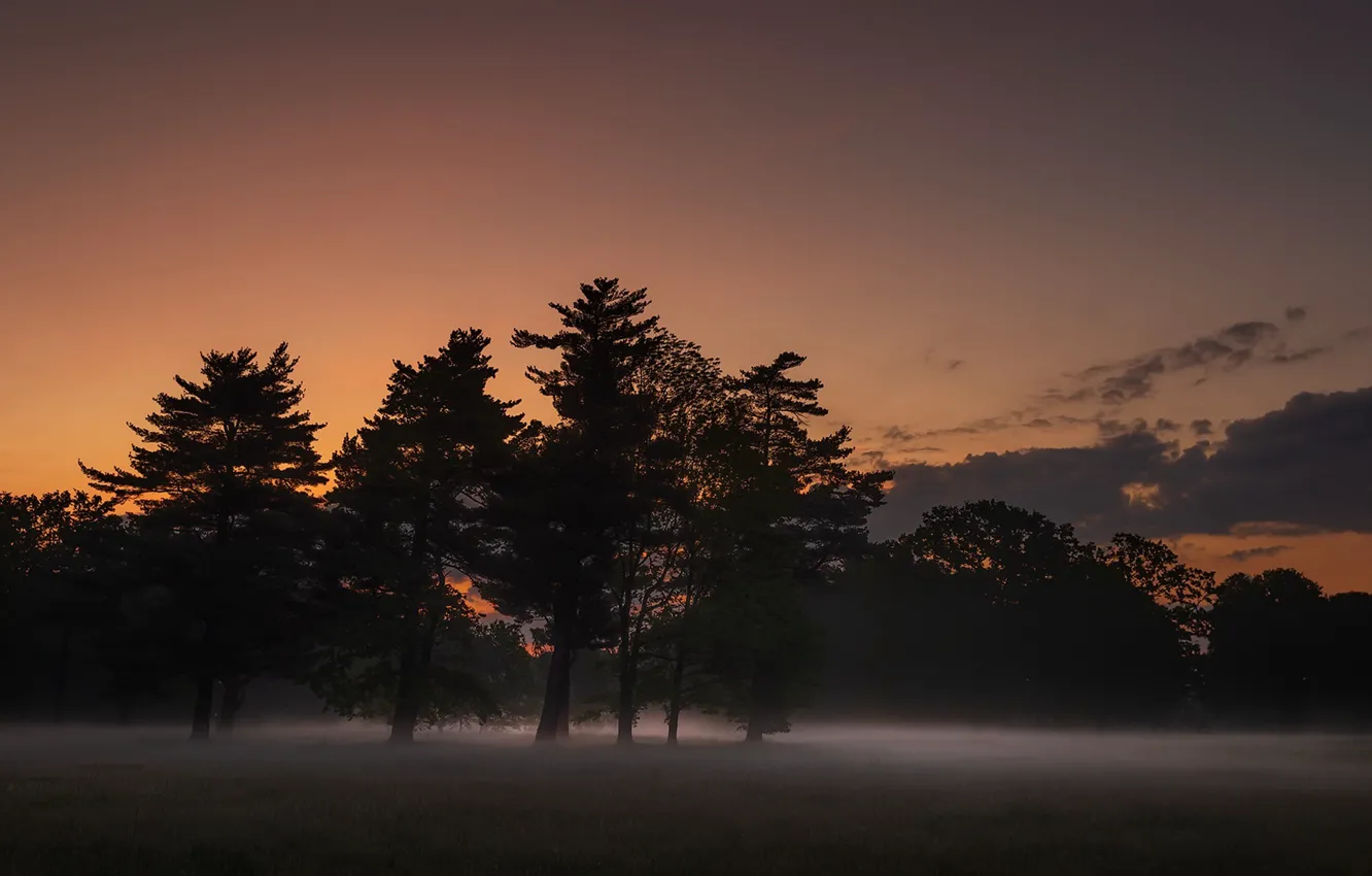 Photo wallpaper night, nature, fog