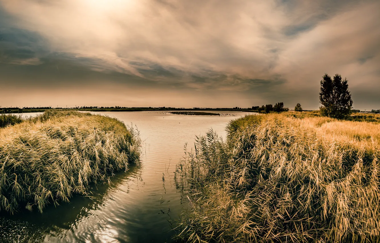 Photo wallpaper nature, lake, reed