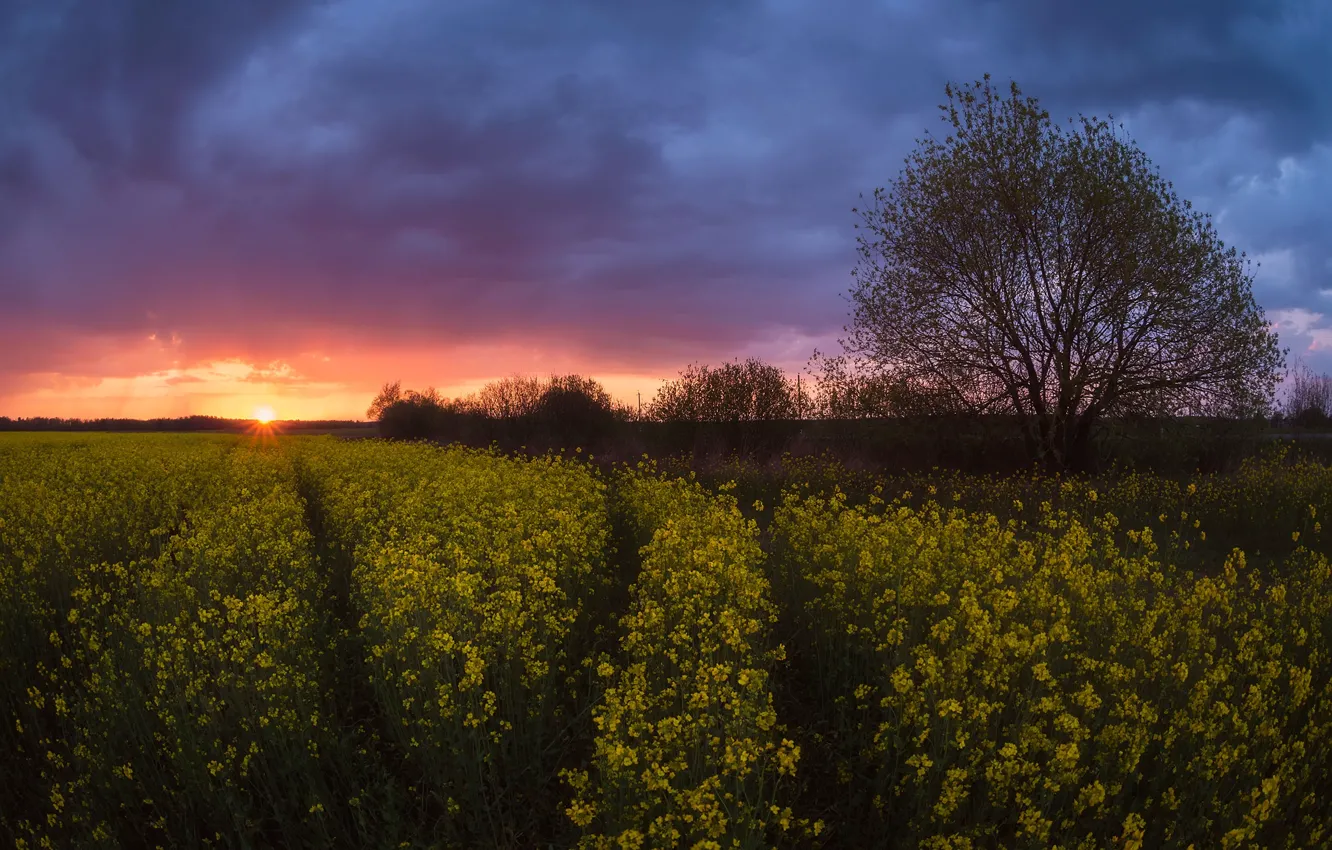 Photo wallpaper field, trees, flowers, rape, rapeseed field