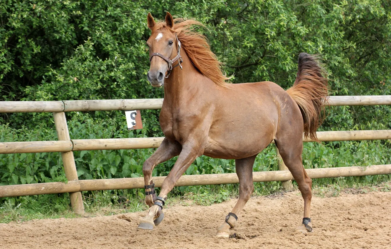 Photo wallpaper nature, horse, the fence, jump