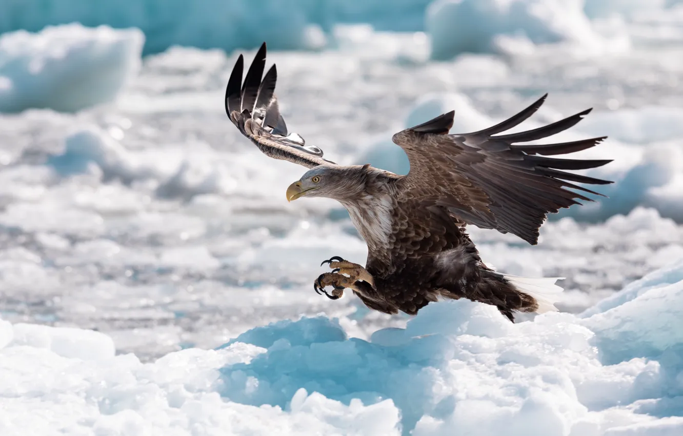 Photo wallpaper winter, snow, bird, eagle, wings, feathers, the snow, stroke
