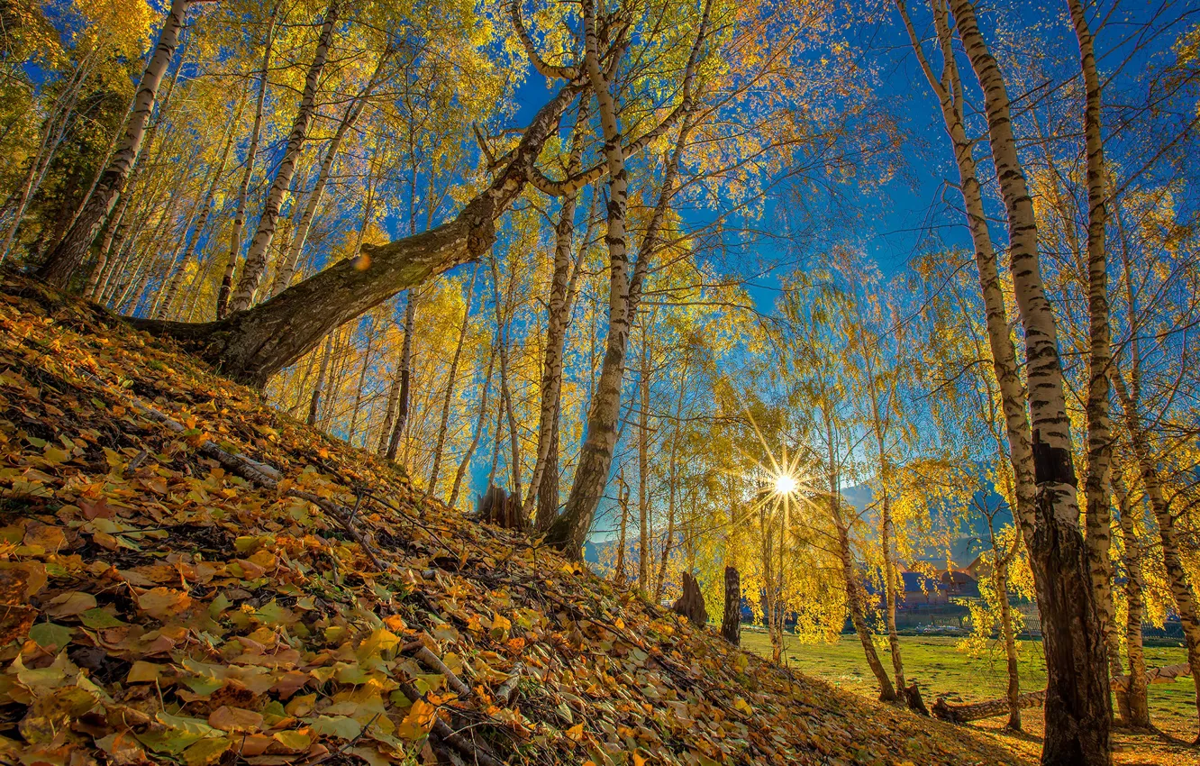 Photo wallpaper autumn, leaves, trees, slope