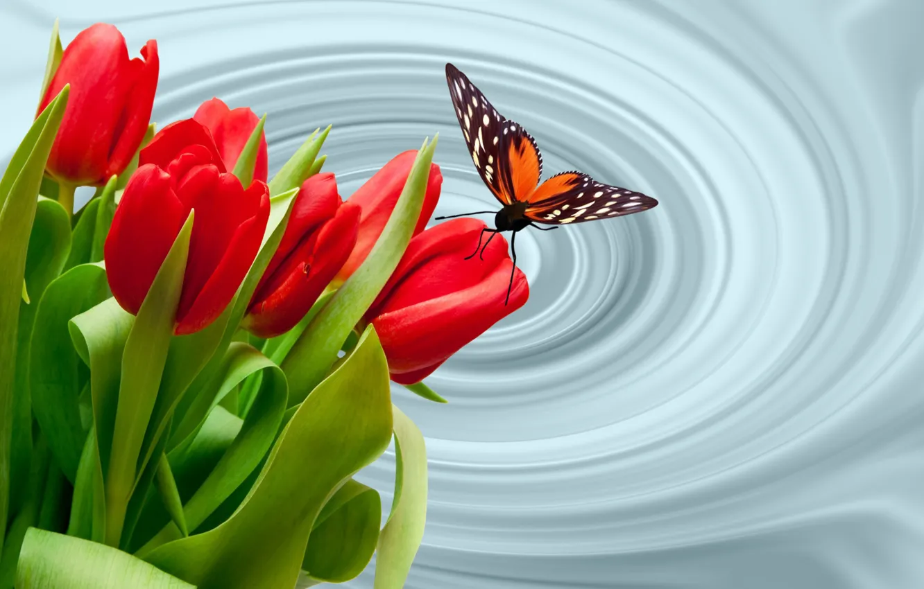 Photo wallpaper butterfly, butterfly, tulips, the Wallpapers, tyulpanyi