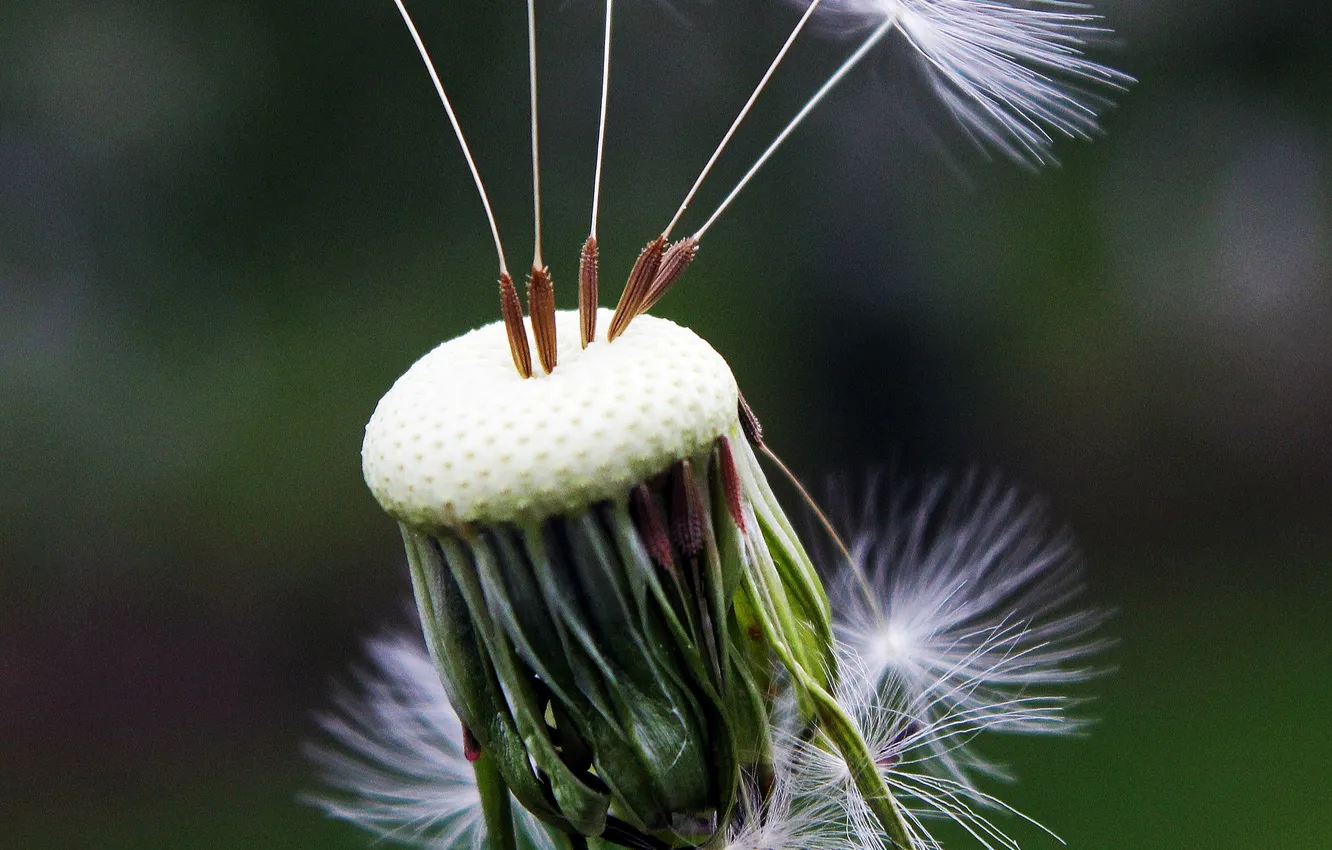 Photo wallpaper flowers, macro, dandelion, closeup