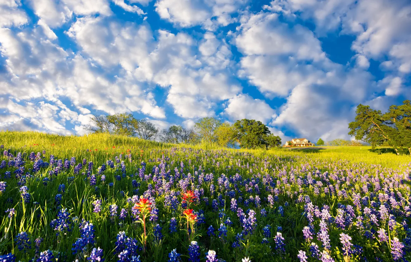 Photo wallpaper field, summer, clouds, flowers, home, meadow, house, lupins