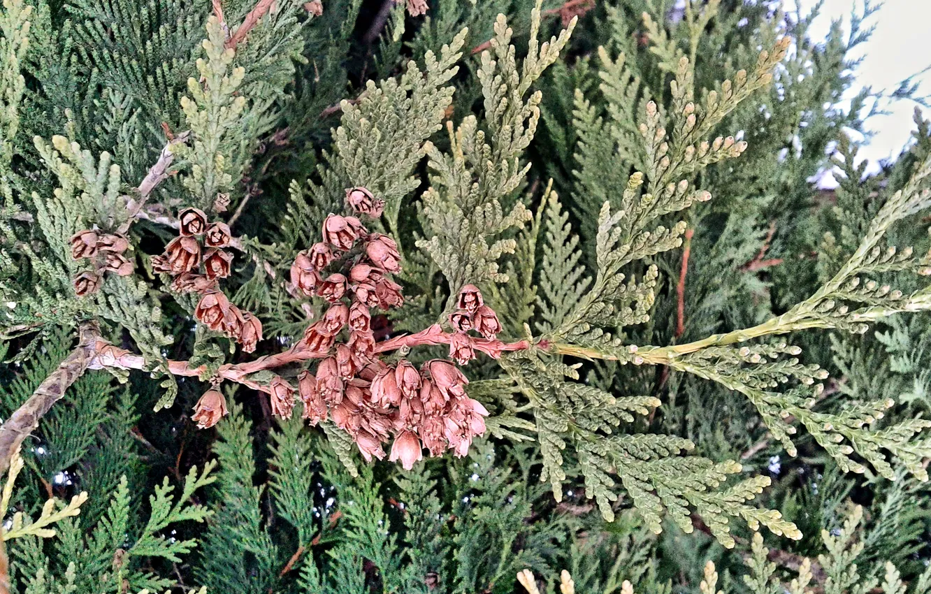 Photo wallpaper spring, bumps, Western Thuja, March 2025