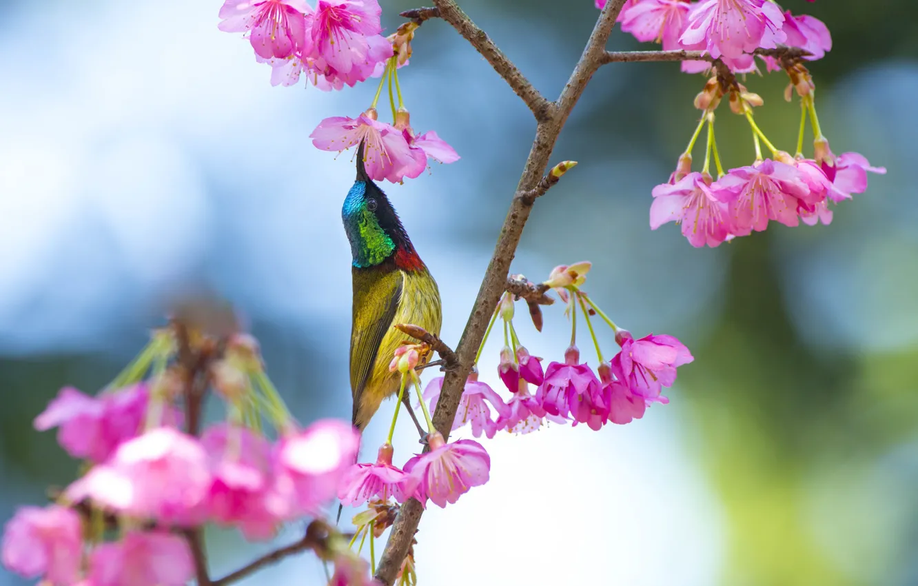 Photo wallpaper bird, branch, Sakura, the Sunbird