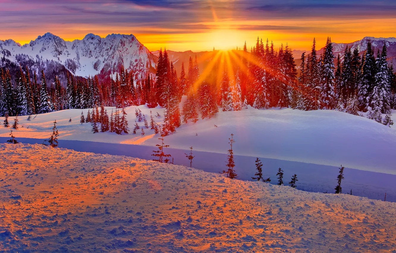 Photo wallpaper winter, forest, the sky, the sun, rays, snow, trees, sunset