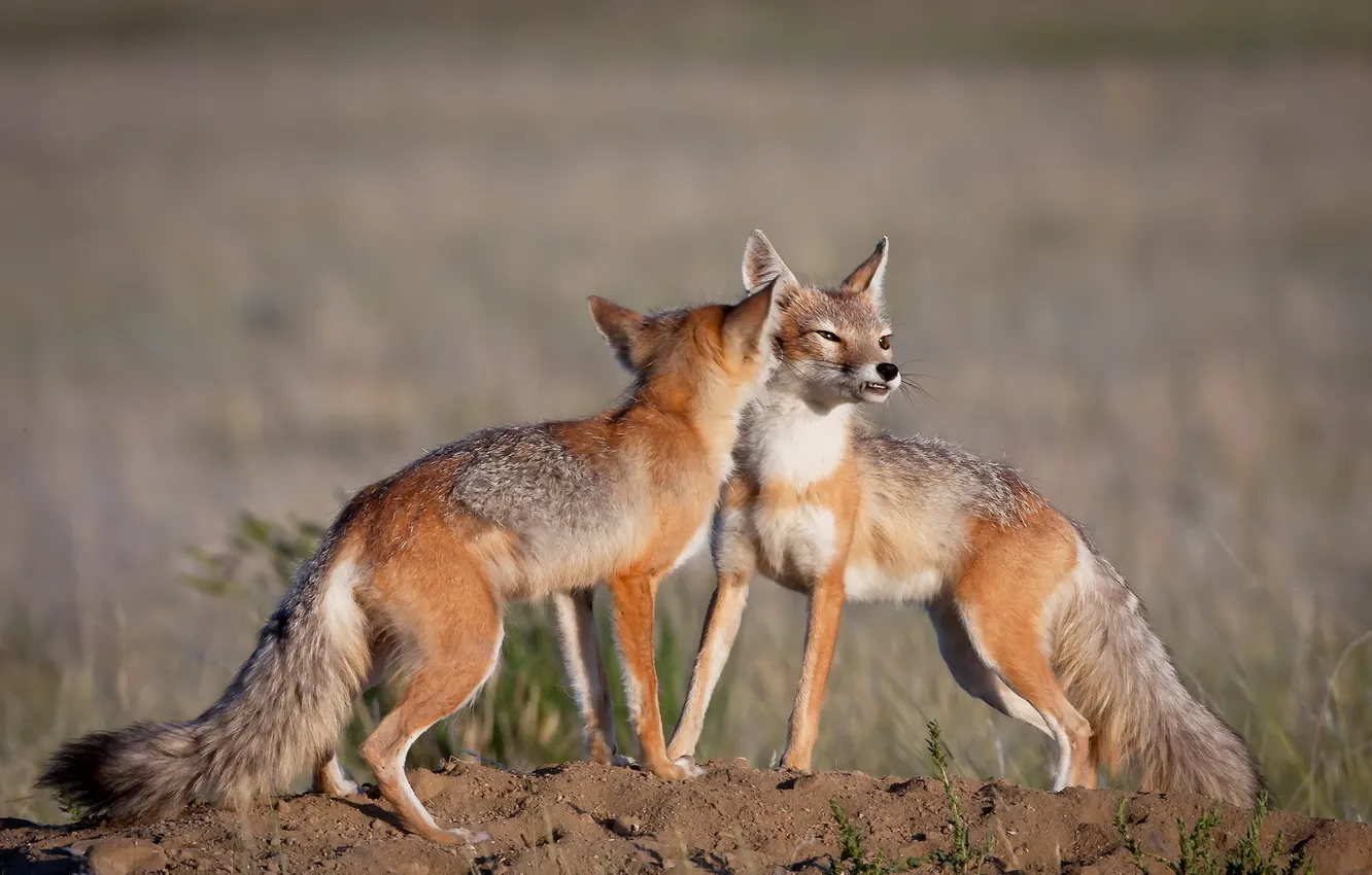 Photo wallpaper summer, nature, Fox