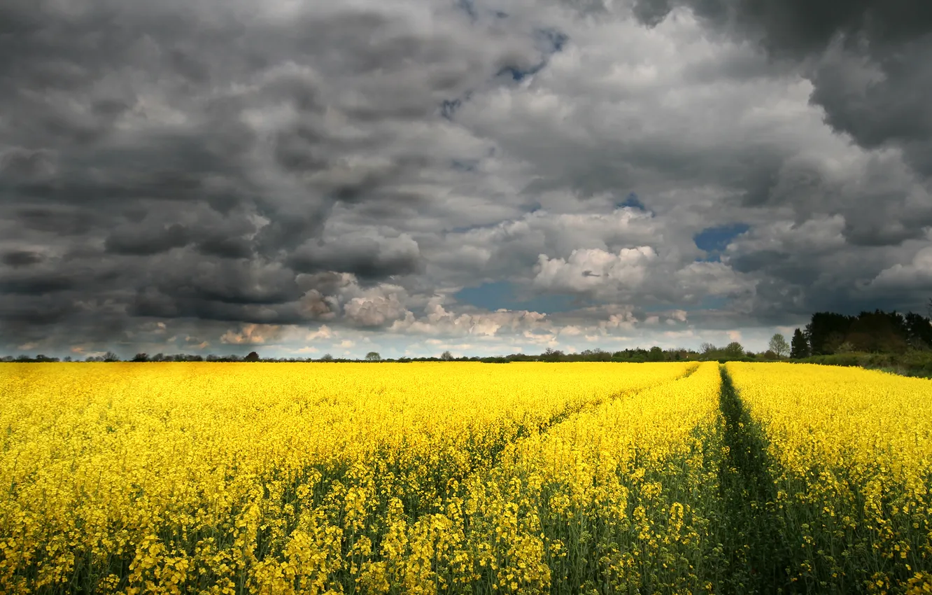 Photo wallpaper field, the sky, clouds, rape