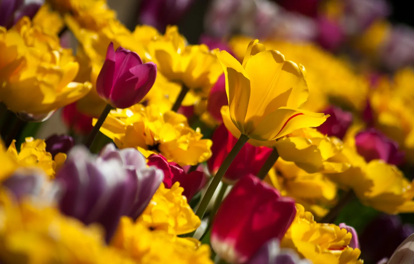 Photo wallpaper petals, tulips, buds