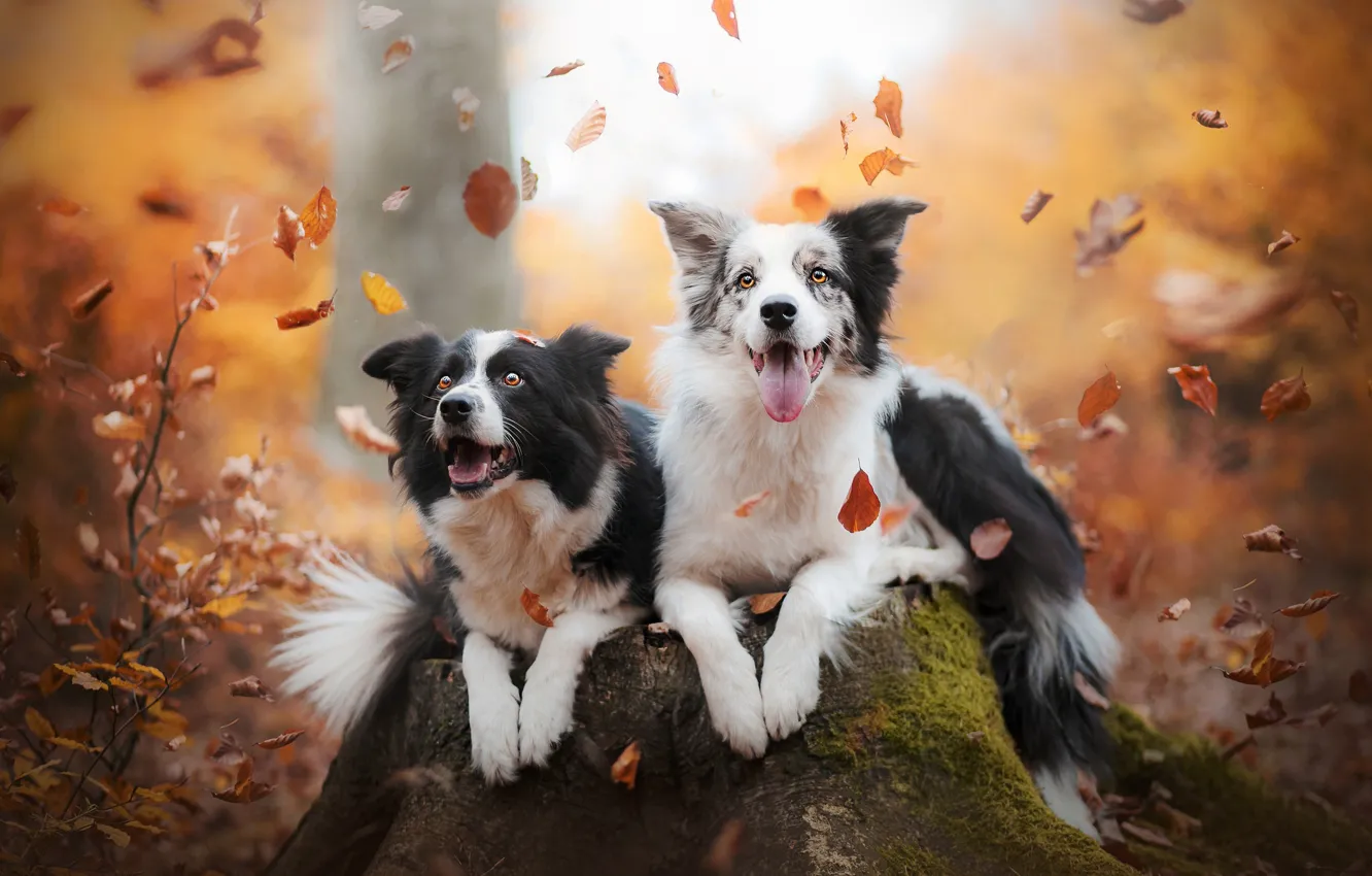 Photo wallpaper autumn, leaves, joy, mood, stump, a couple, two dogs, The border collie