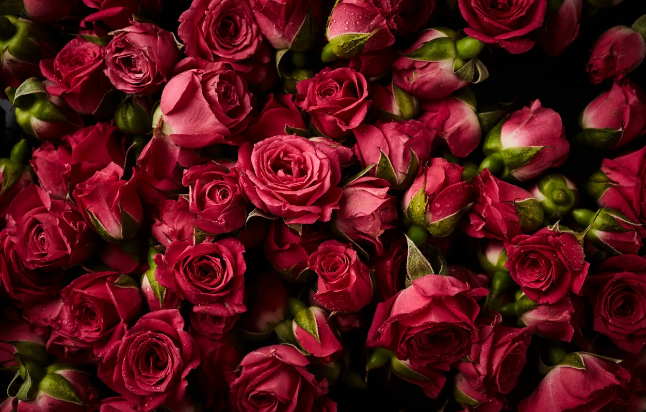 Photo wallpaper flowers, background, roses, red, red, buds, fresh, flowers