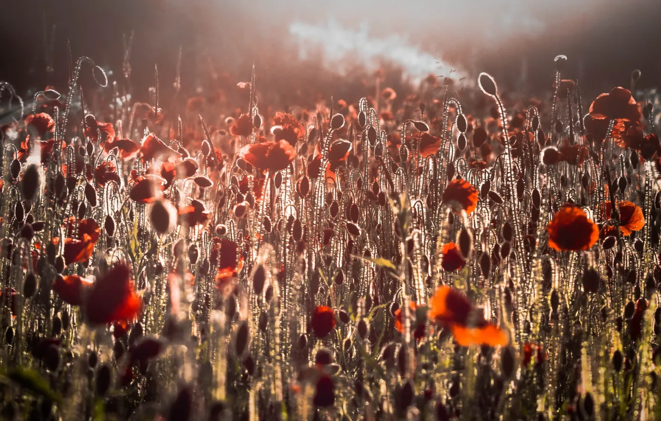 Photo wallpaper field, light, flowers, Maki, morning