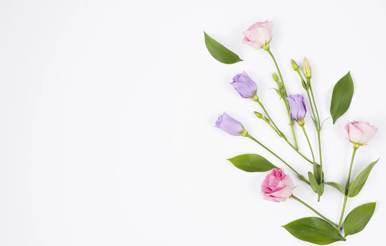 Photo wallpaper flowers, buds, fresh, pink, flowers, violet, eustoma, eustoma